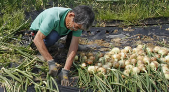 糸島野菜 たまねぎ