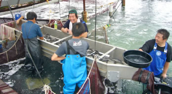田園浪鰻 漁